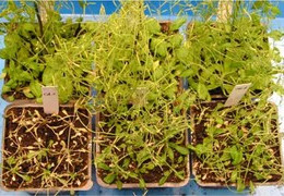 (upper panel) Arabidopsis under normal condition; growth of control plant (left) the same as plants (middle and right) with increased ACBP2 protein (lower panel) Arabidopsis under drought condition; growth of control plant (left) much slower than plants (middle and right) with increased ACBP2 protein
