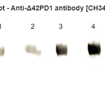 Hybridoma CH34