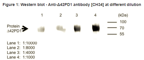 Hybridoma CH101